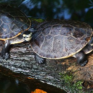 RepTopia - Red-bellied Short-necked Turtle (Emydura subglobosa)