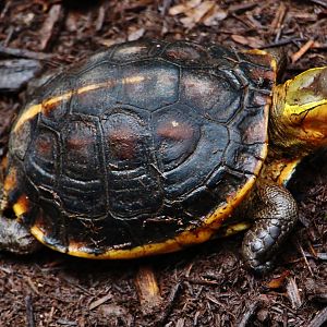 RepTopia - Chinese Box Turtle (Cuora flavomarginata)