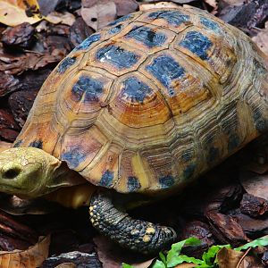 RepTopia - Elongated Tortoise (Indotestudo elongata)