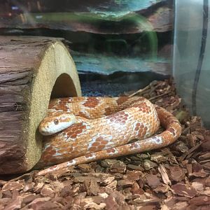 Cool Creek Park Nature Center - Corn Snake