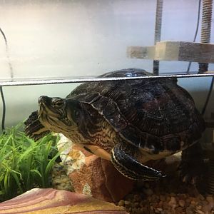 Cool Creek Park Nature Center - Yellow-bellied Slider