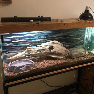 Cool Creek Park Nature Center - Corn Snake Exhibit