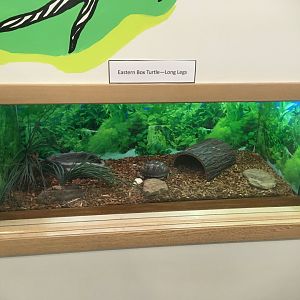 Cool Creek Park Nature Center - Eastern Box Turtle Exhibit