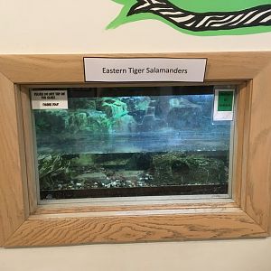 Cool Creek Park Nature Center - Eastern Tiger Salamander Exhibit