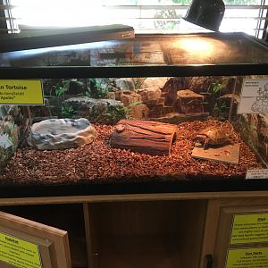 Cool Creek Park Nature Center - Russian Tortoise Exhibit