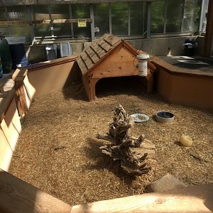 Cool Creek Park Greenhouse - African Spurred Tortoise Exhibit
