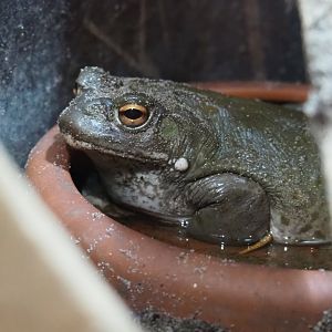 Colorado River toad or Sonoran desert toad (Incilius alvarius), 2020-09-02