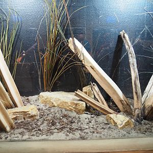 Terrarium Colorado River toad/Sonoran desert toad, 2020-09-02