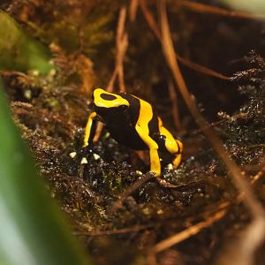 Yellow-banded poison dart frog (Dendrobates leucomelas), 2020-09-02