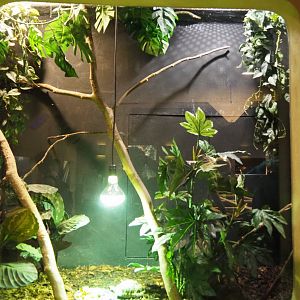 Terrarium Indian star tortoise and Eastern garden lizard, 2020-09-02