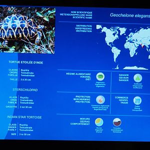 Mersus Emergo reptile identification and information screens - Example Indian star tortoise, 2020-09-02