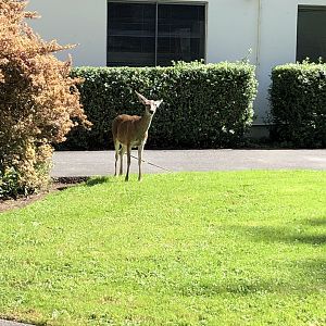 Columbian black-tailed deer doe (Arcata, CA)