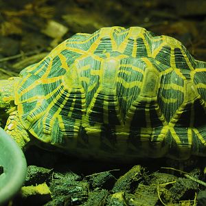 Indian star tortoise (Geochelone elegans), 2020-09-02