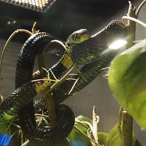 Forest cobra (Naja melanoleuca), 2020-09-02