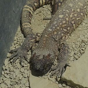 Rio Fuerte beaded lizard (Heloderma horridum exasperatum), 2020-09-02