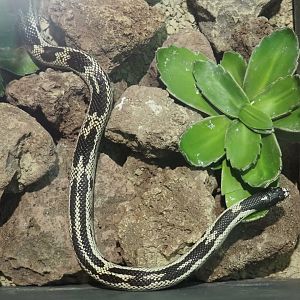 California kingsnake breeding form (Lampropeltis getula californiae), 2020-09-02