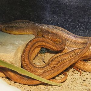 Yellow rat snake (Pantherophis alleghaniensis quadrivittata), 2020-09-02