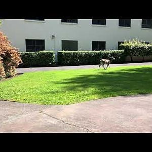 Columbian black-tailed deer family