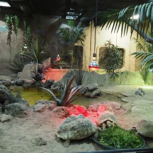 Terrarium Leopard tortoises and Savanna monitor, 2020-09-02