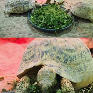 Dinner time for Leopard tortoises (Stigmochelys pardalis), 2020-09-02