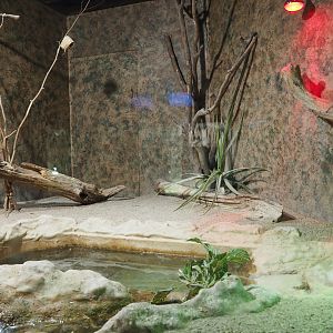 Terrarium Amethystine python and Australian zebra finch, 2020-09-02