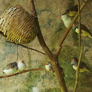 Australian zebra finches (Taeniopygia guttata castanotis), 2020-09-02