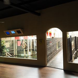 American alligator and Pond slider turtle exhibit, 2020-09-02