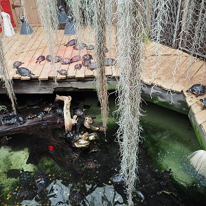 American alligator and pond slider exhibit, 2020-09-02