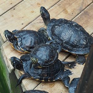 Cumberland (Trachemys scripta troostii) and Yellow-bellied sliders (T. s. scripta), 2020-09-02