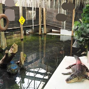 American alligator and Pond slider exhibit, 2020-09-02