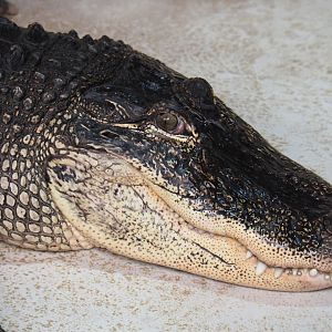 American alligator (Alligator mississippiensis), 2020-09-