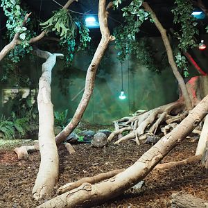 Terrarium Red-footed tortoise and Boa constrictor, 2020-09-02