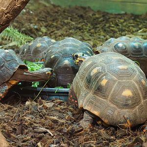 Red-footed tortoises (Chelonoidis carbonarius), 2020-09-02