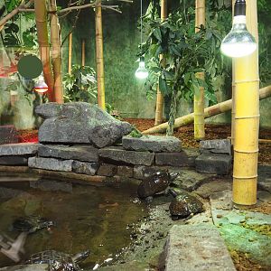 Terrarium Reticulated python, Asian forest tortoise and Asian leaf turtle, 2020-09-02