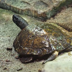 Asian leaf turtle (Cyclemys dentata), 2020-09-02