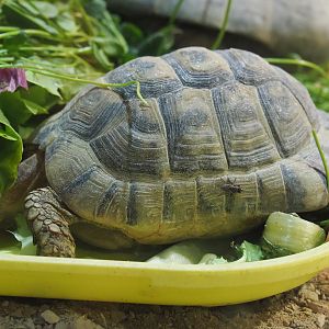 Mediterranean spur-thighed tortoise (Testudo graeca graeca), 2020-09-02