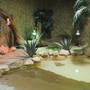 Terrarium Mediterranean spur-thighed tortoise, 2020-09-02