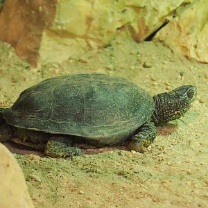 European pond turtle (Emys orbicularis), 2020-09-02