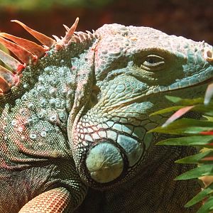 Green iguana (Iguana iguana), 2020-09-02