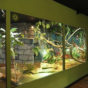 Terrarium Red-footed tortoise, Green iguana and Colombia spectacled caiman, 2020-09-02