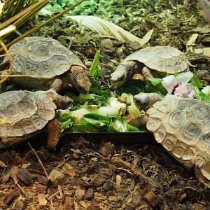 Home’s hinge-back tortoises (Kinixys homeana), 2020-09-02