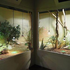 Terrarium Leopard tortoise and Home's hinge-back tortoise, 2020-09-02