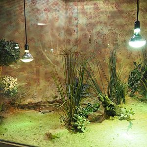 Terrarium Malagasy spider tortoise and Karsten's girdled lizard, 2020-09-02