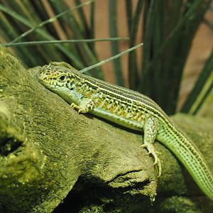 Karsten's girdled lizard (Zonosaurus karsteni), 2020-09-02