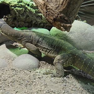 Yellow-spotted monitor (Varanus panoptes), 2020-09-02