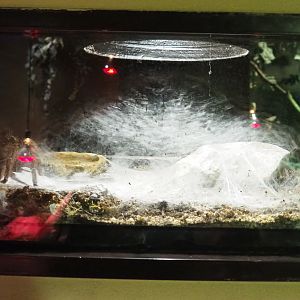 Example of invertebrate terraria - Brazilian salmon pink tarantula, 2020-09-02