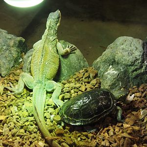 Sailfin lizard (Hydrosaurus amboinensis) and Chinese three-keeled pond turtle (Mauremys reevesii), 2020-09-02
