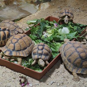 Egyptian tortoises (Testudo kleinmanni), 2020-09-02