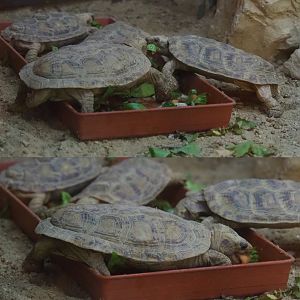 Pancake tortoises (Malacochersus tornieri), 2020-09-02