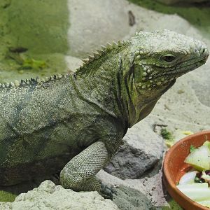 Cuban iguana (Cyclura nubila nubila), 2020-09-02